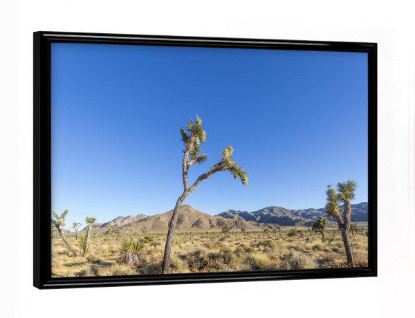 Poster mit schwarzem Rahmen "Joshua Trees" artboxONE - Natur