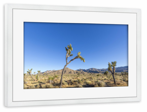 Poster mit Rahmen weiß "Joshua Trees" artboxONE - Natur