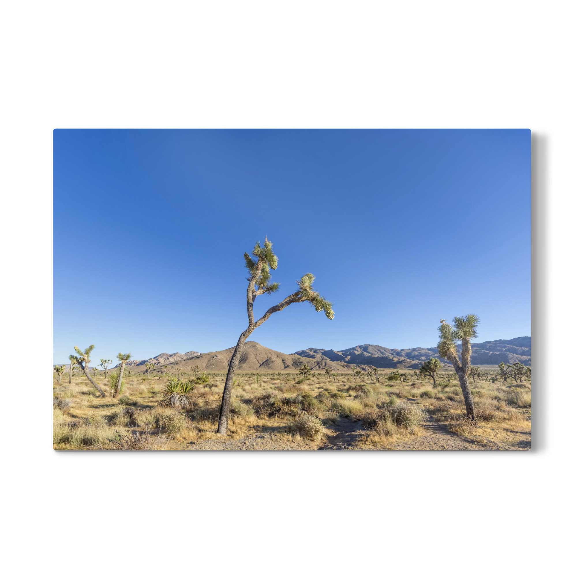 Galerie-Print "Joshua Trees" 75x50 cm artboxONE