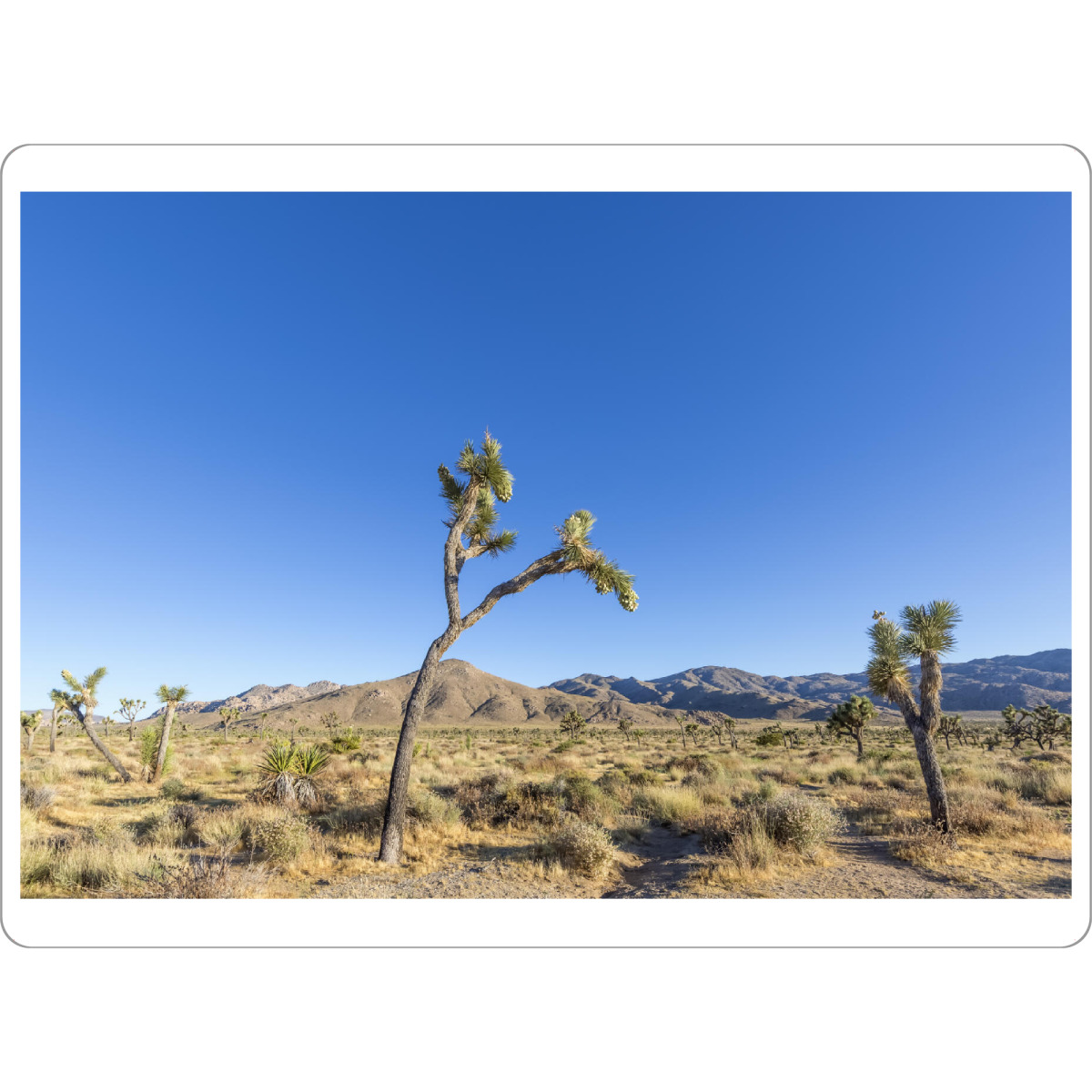 Tischset "Joshua Trees" artboxONE - Natur