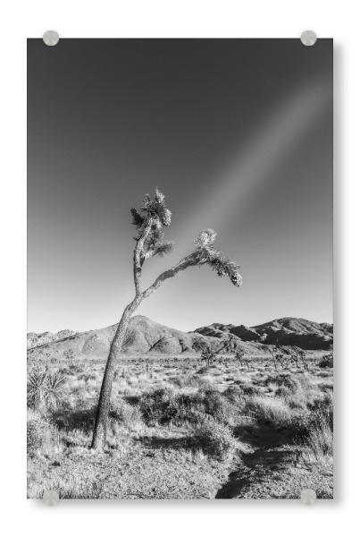 Acrylglasbild "Josua-Palmlilie" artboxONE - Natur,Schwarzweiß