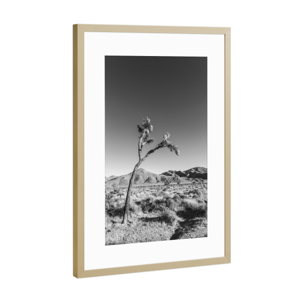 Poster mit Rahmen Gold "Josua-Palmlilie" artboxONE - Natur,Schwarzweiß