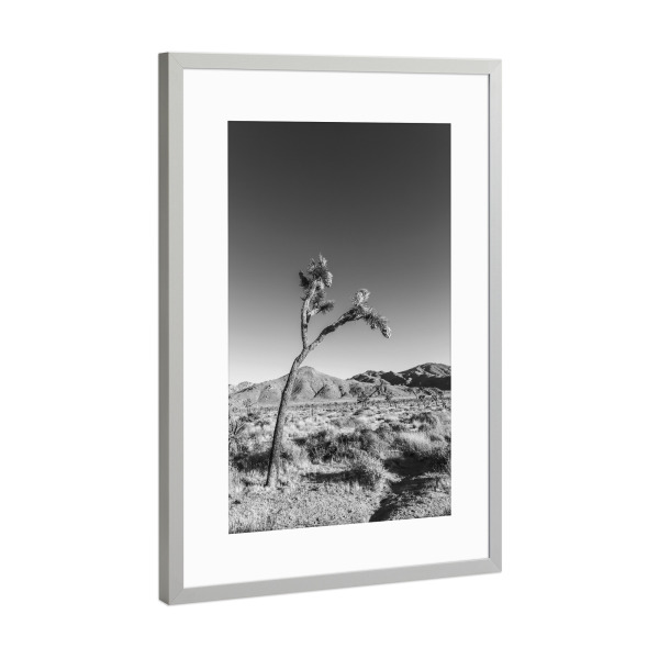 Poster mit Rahmen Silber "Josua-Palmlilie" artboxONE - Natur,Schwarzweiß