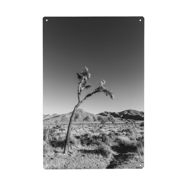 Metall Poster "Josua-Palmlilie" artboxONE - Natur,Schwarzweiß