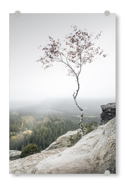 Acrylglasbild "Young Birch" artboxONE - Natur,Reise,Städte / Dresden