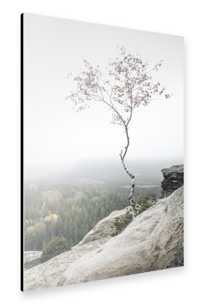 Alu-Dibond "Young Birch" 30x20 cm artboxONE