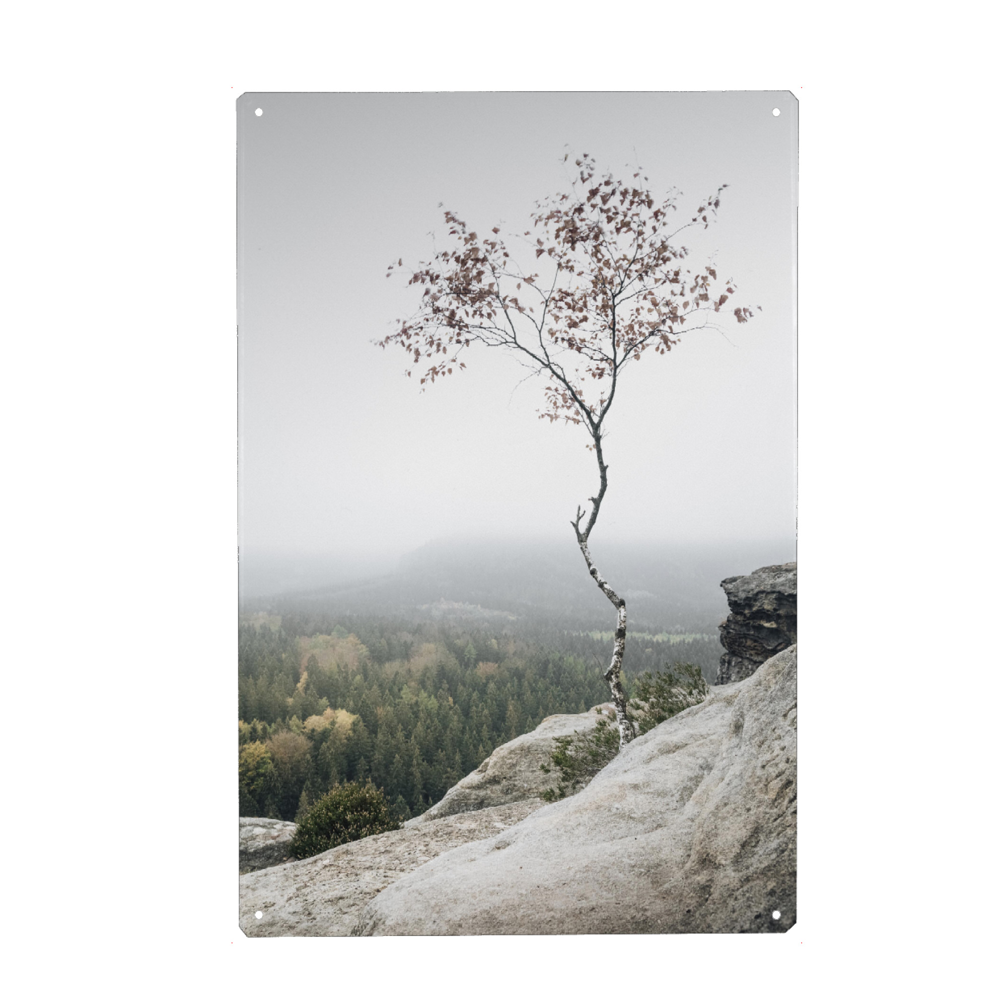 Metall Poster "Young Birch" artboxONE - Natur,Reise,Städte / Dresden