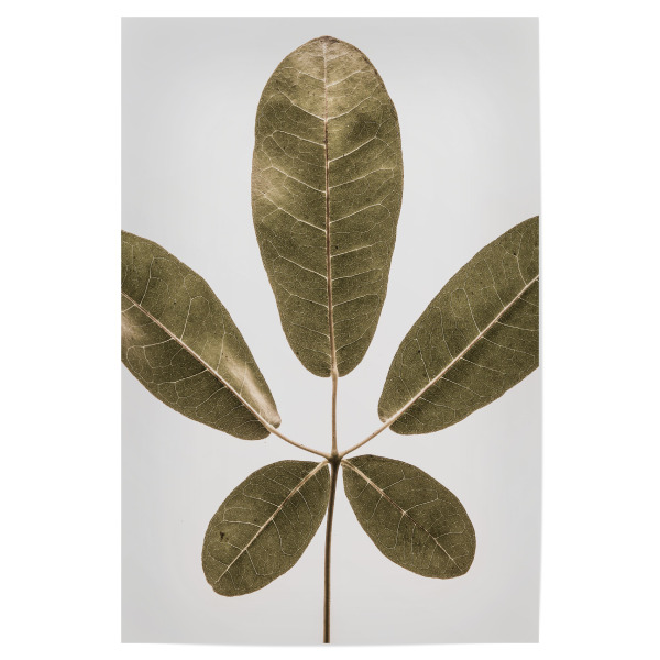 Poster 30x20 cm "Autum Leaf" artboxONE - Natur,Floral - Leaf,Minimalist,Nature,Floral,Botanical,Botanical print,Tree
