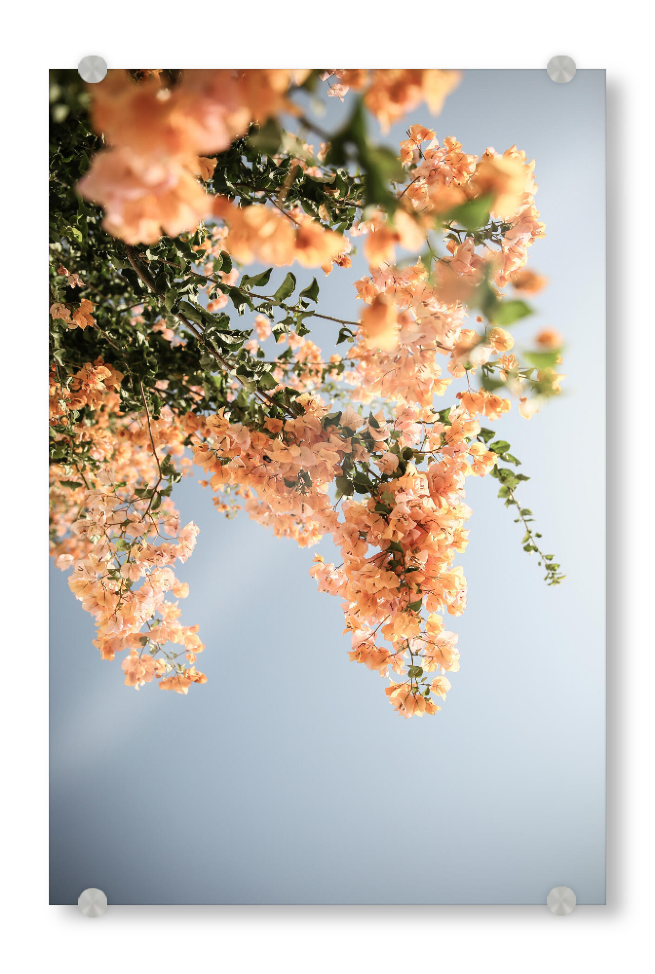 Acrylglasbild "Assos Blooms" artboxONE - Natur,Floral - Bougainvillea,Flower,Floral,Tropical,Island,Assos,Nature,Sunshine,Summer