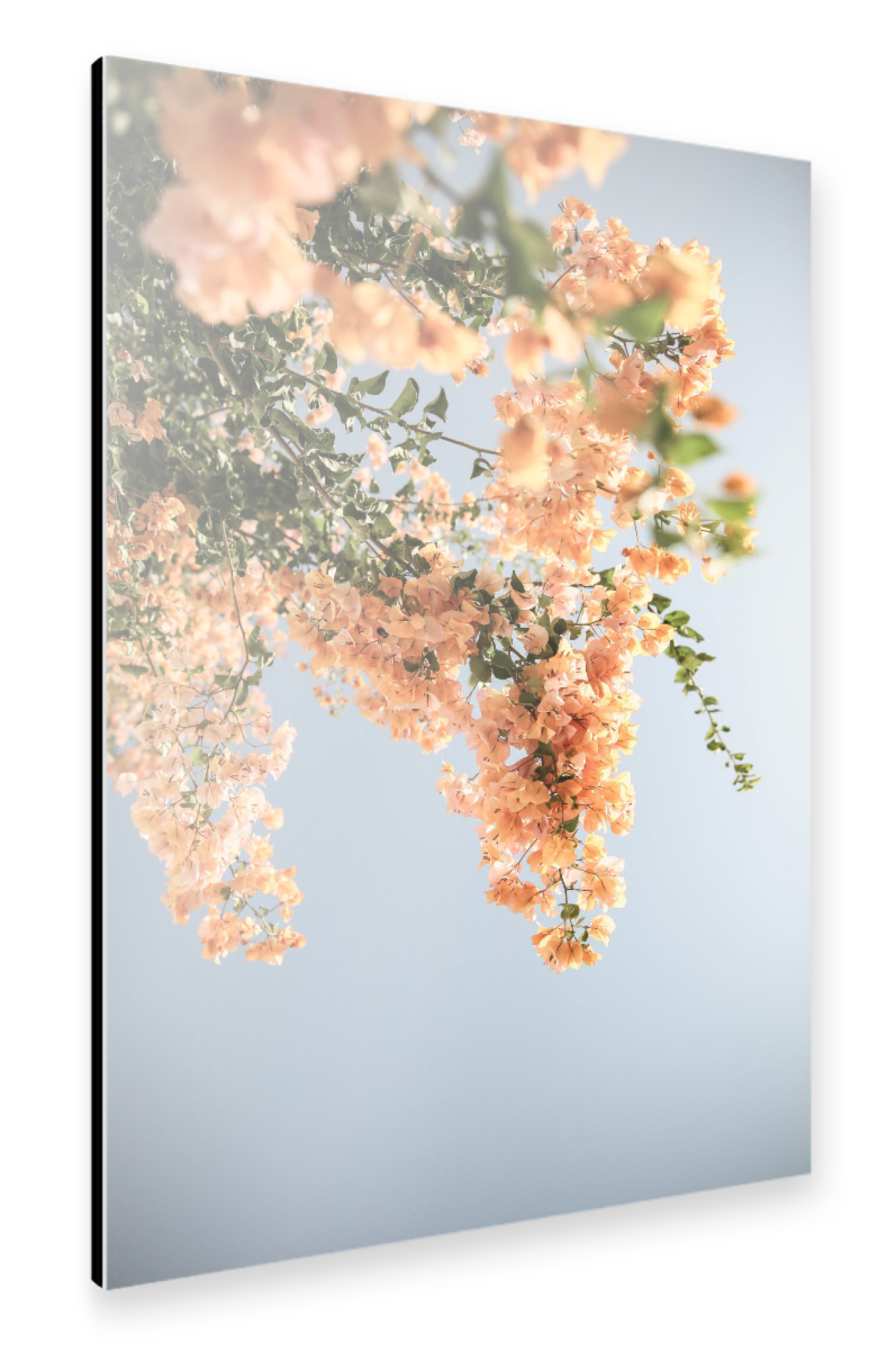 Alu-Dibond "Assos Blooms" 75x50 cm artboxONE