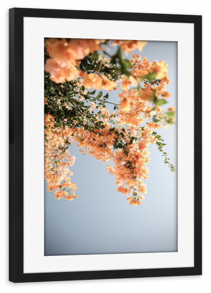 Poster mit Rahmen schwarz "Assos Blooms" artboxONE - Natur,Floral - Bougainvillea,Flower,Floral,Tropical,Island,Assos,Nature,Sunshine,Summer