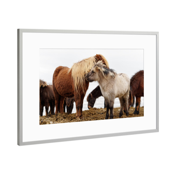 Poster mit Rahmen Silber "Islandpferde" artboxONE - Natur,Reise,Tiere,Reise / Länder