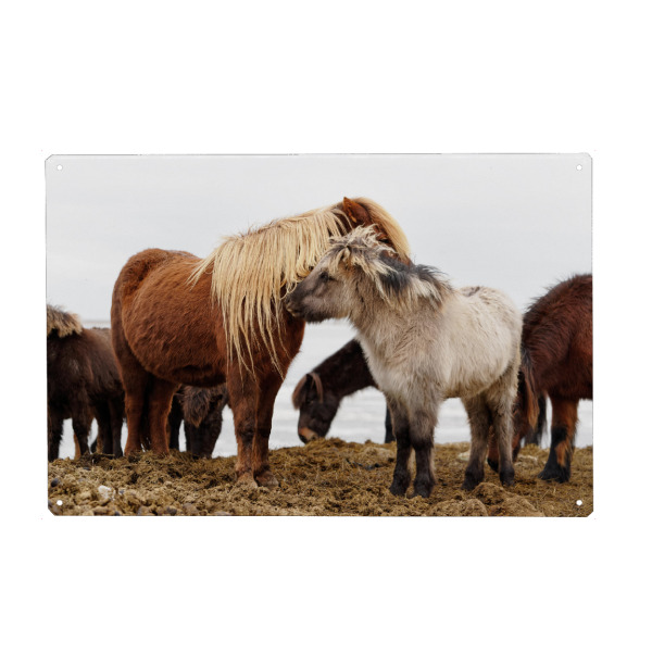 Holzbild "Islandpferde" artboxONE - Natur,Reise,Tiere,Reise / Länder