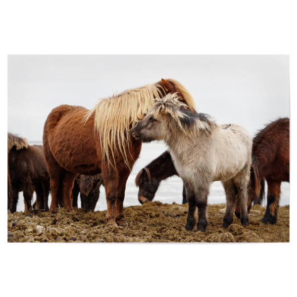 Poster 30x20 cm "Islandpferde" artboxONE - Natur,Reise,Tiere,Reise / Länder