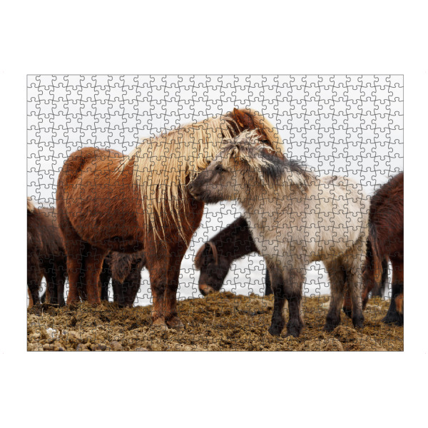 Puzzle Ravensburger "Islandpferde" artboxONE - Natur,Reise,Tiere,Reise / Länder