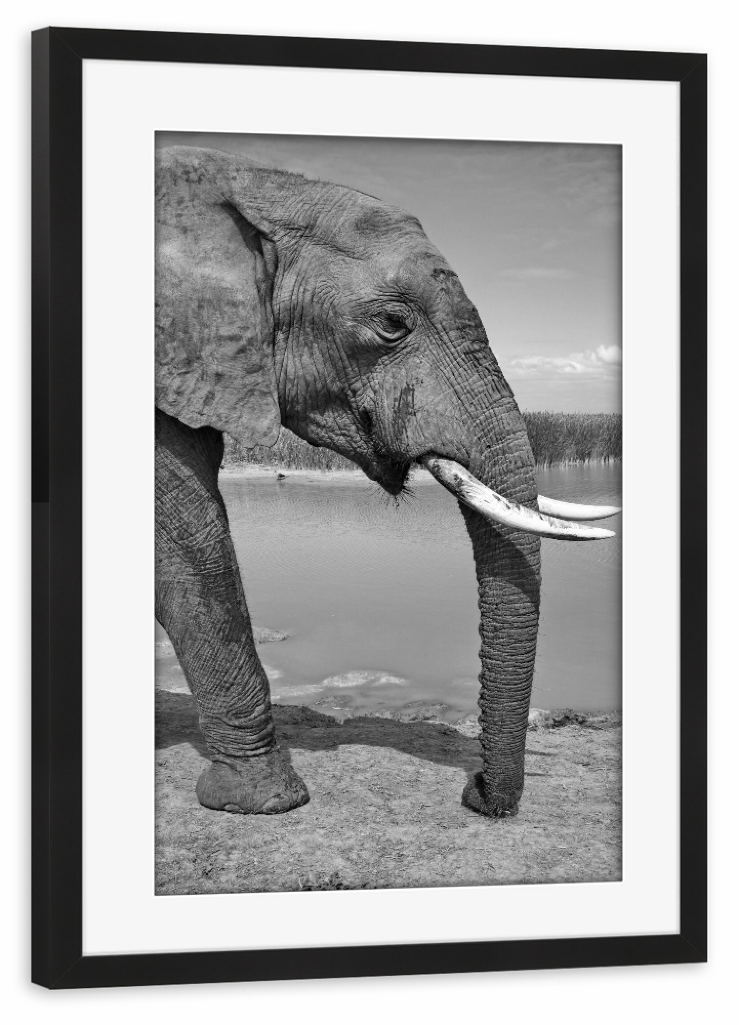 Poster mit Rahmen schwarz "Elefant von links" artboxONE - Natur,Tiere,Schwarzweiß,Reise / Afrika - Elefant,Afrika,Portrait,Animal