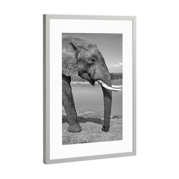 Poster mit Rahmen Silber "Elefant von links" artboxONE - Natur,Tiere,Schwarzweiß,Reise / Afrika - Elefant,Afrika,Portrait,Animal