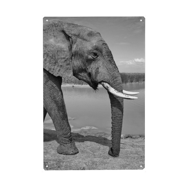 Holzbild "Elefant von links" artboxONE - Natur,Tiere,Schwarzweiß,Reise / Afrika - Elefant,Afrika,Portrait,Animal