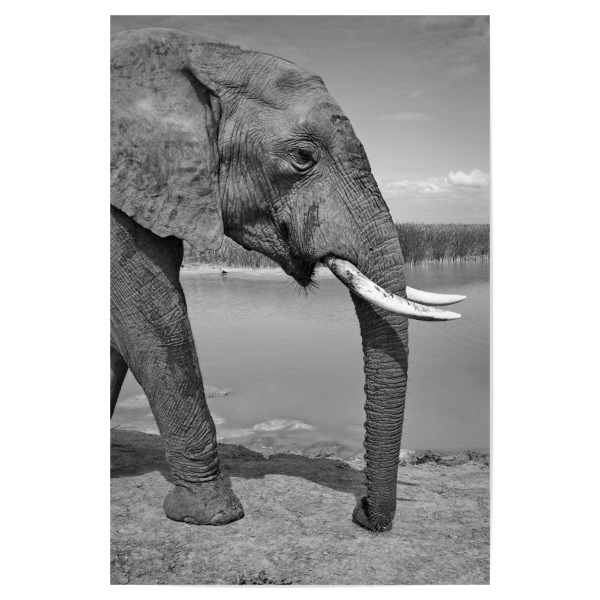 Poster 30x20 cm "Elefant von links" artboxONE - Natur,Tiere,Schwarzweiß,Reise / Afrika - Elefant,Afrika,Portrait,Animal