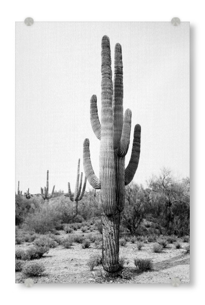 Acrylglasbild "Arizona's Cactus - B&W" artboxONE - Natur,Floral,Schwarzweiß