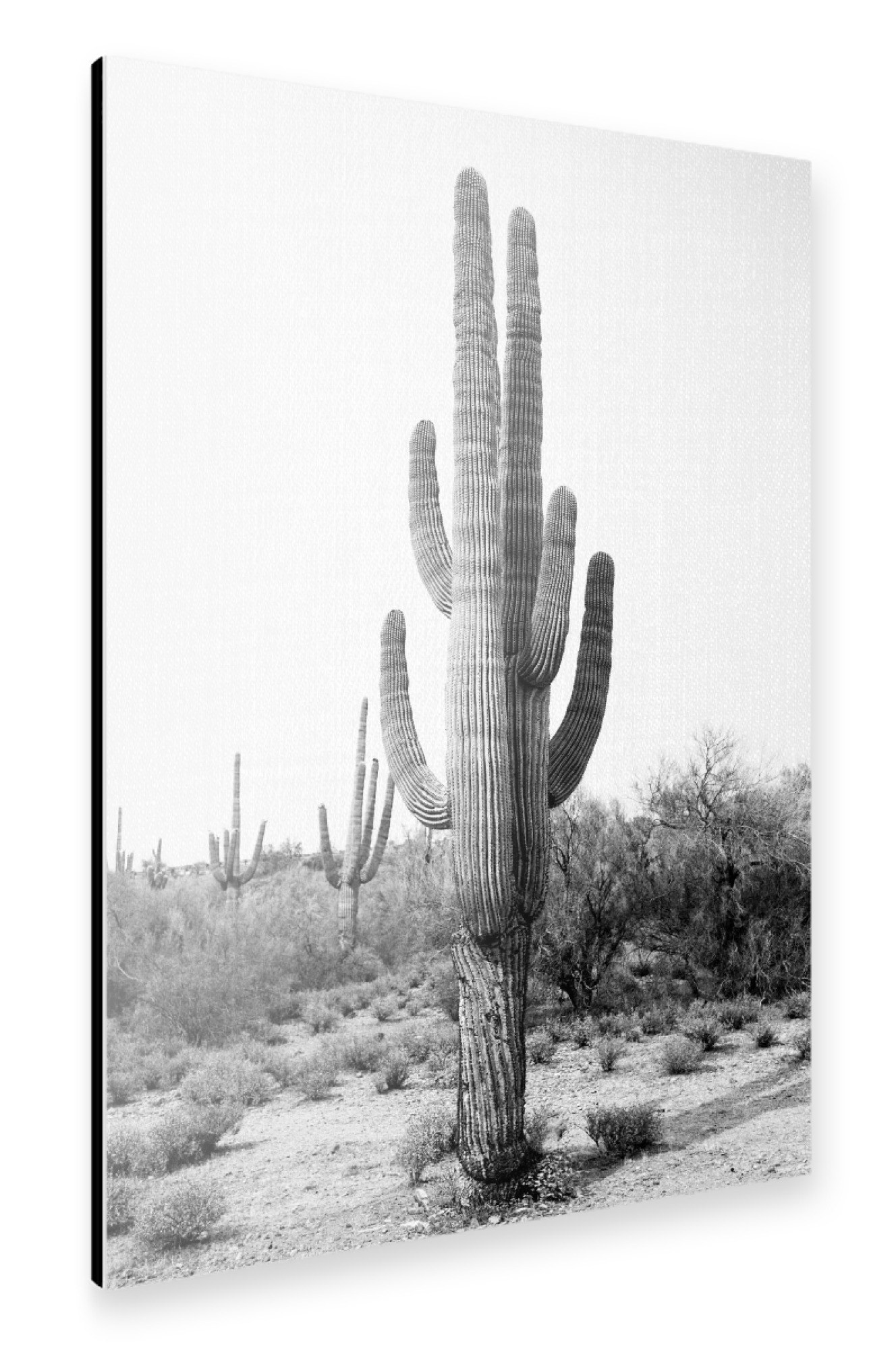 Alu-Dibond "Arizona's Cactus - B&W" 75x50 cm artboxONE