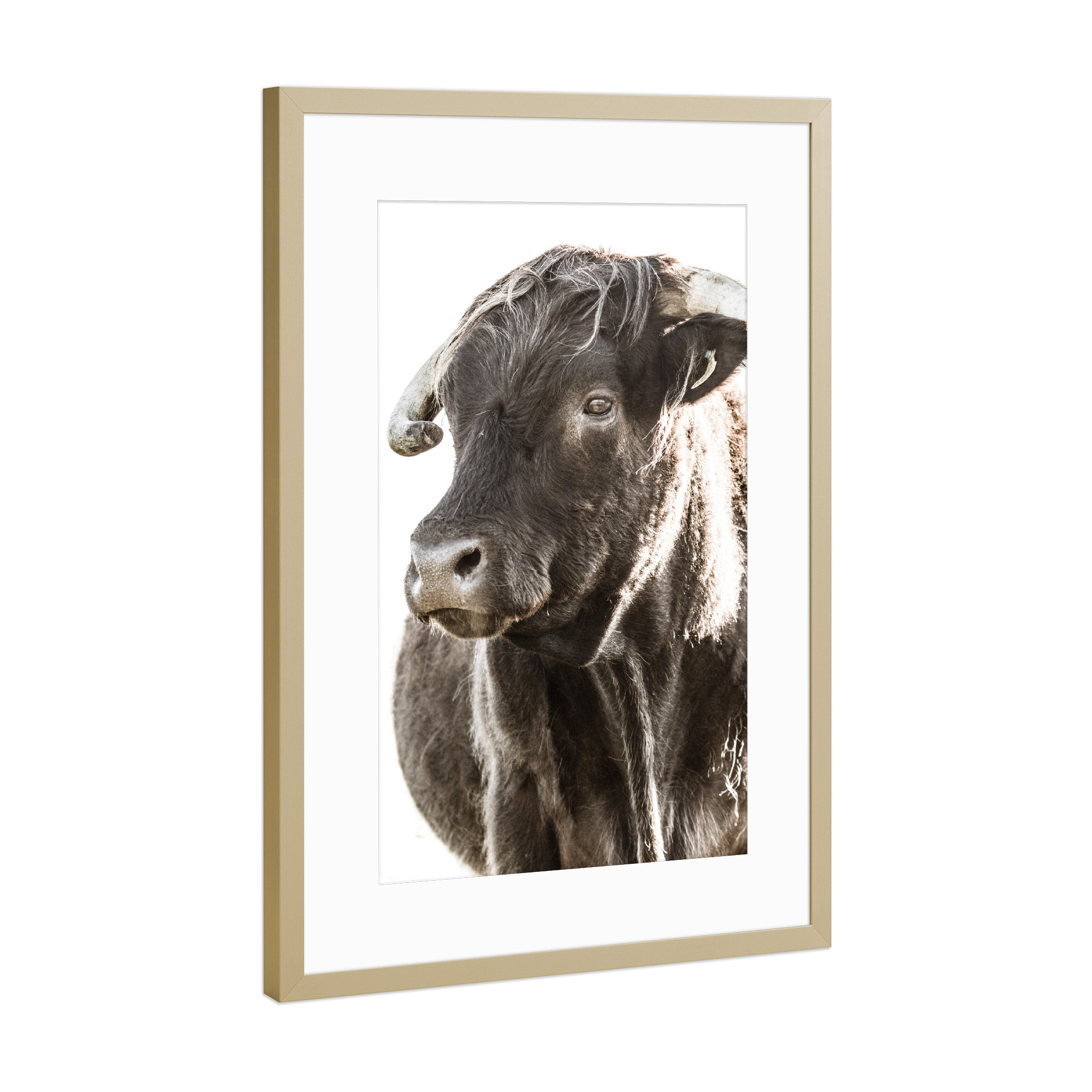 Poster mit Rahmen Gold "Highlander head ll" artboxONE - Natur,Tiere