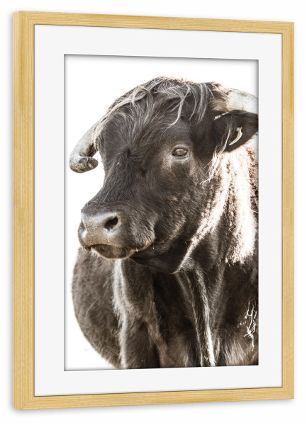 Poster mit Rahmen kiefer "Highlander head ll" artboxONE - Natur,Tiere