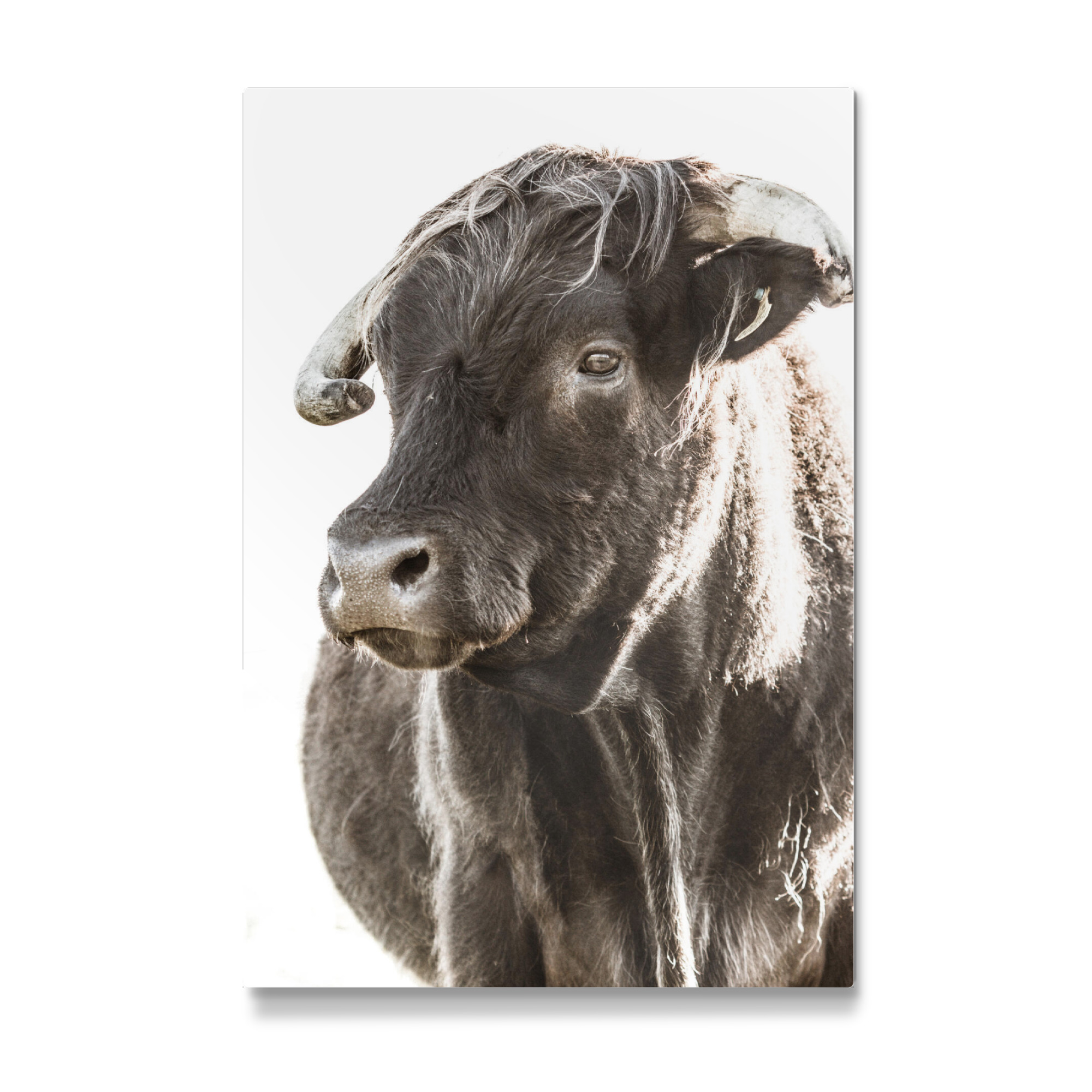 Galerie-Print "Highlander head ll" 75x50 cm artboxONE