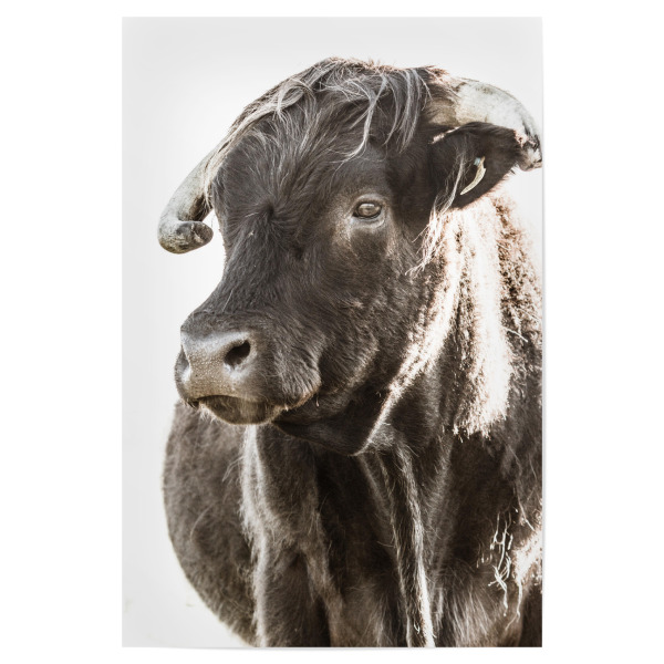 Poster 30x20 cm "Highlander head ll" artboxONE - Natur,Tiere