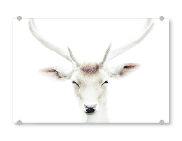 Acrylglasbild "Deers head" artboxONE - Natur,Tiere,Weihnachten