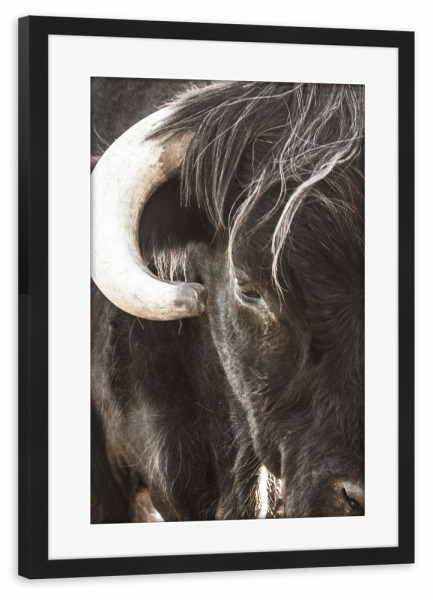 Poster mit Rahmen schwarz "Bulls head" artboxONE - Natur,Tiere