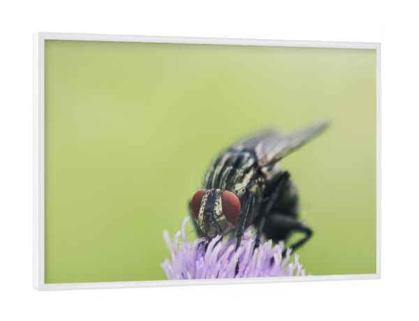 Poster mit weißem Rahmen "Fliege auf Distel" artboxONE - Natur,Floral,Tiere