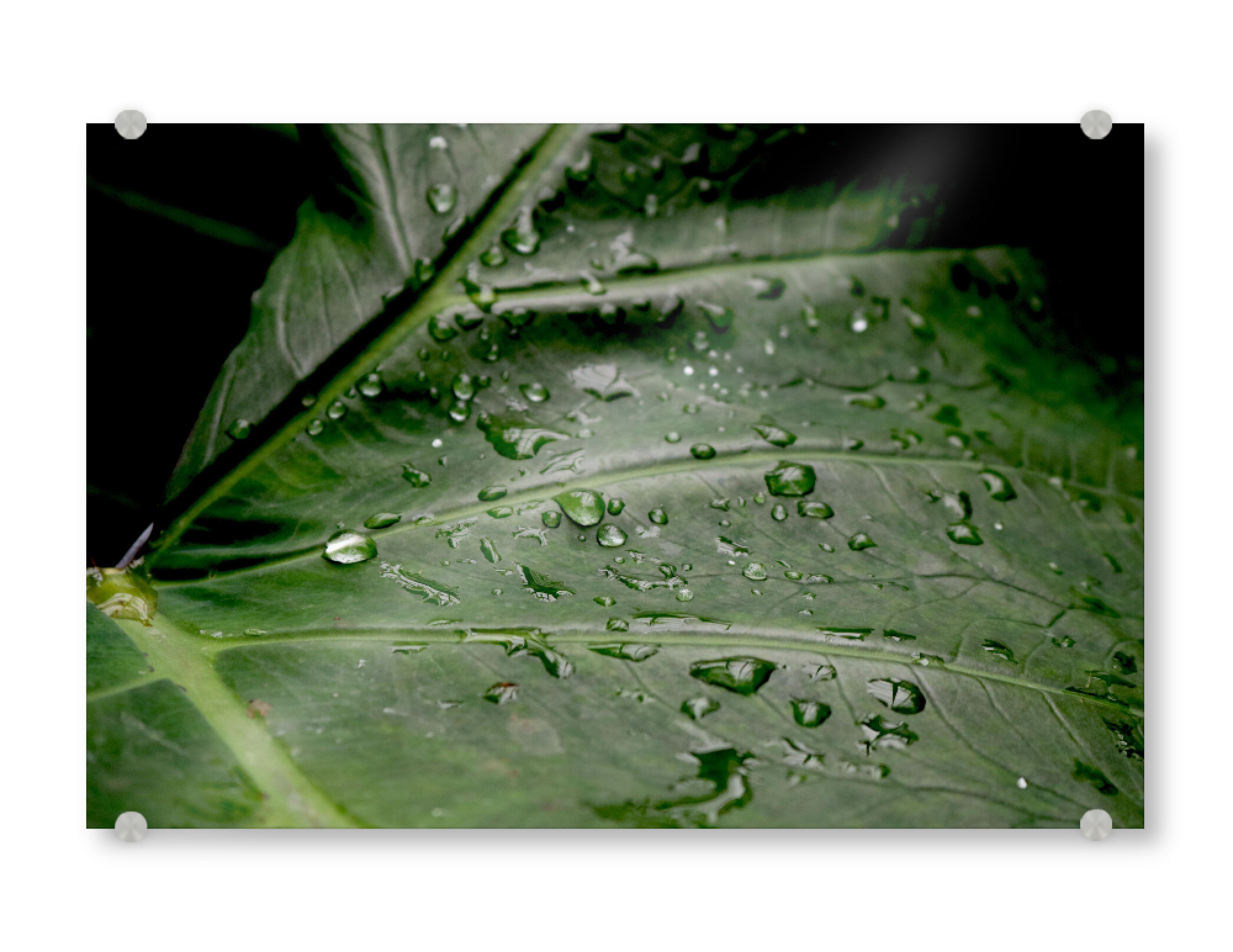 Acrylglasbild "Wassertropfen" artboxONE - Natur,Floral - Grün,Tropfen,Wassertropfen,Pflanzen,Botanischergarten,Botanical,Pflanze,Blatt,Natur