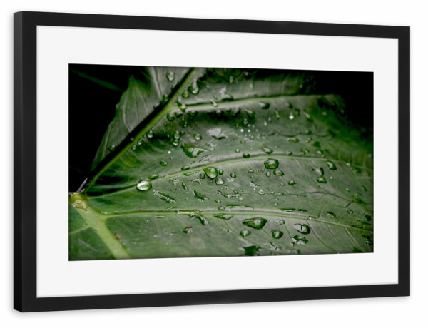 Poster mit Rahmen schwarz "Wassertropfen" artboxONE - Natur,Floral