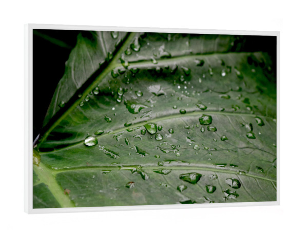 Poster mit weißem Rahmen "Wassertropfen" artboxONE - Natur,Floral