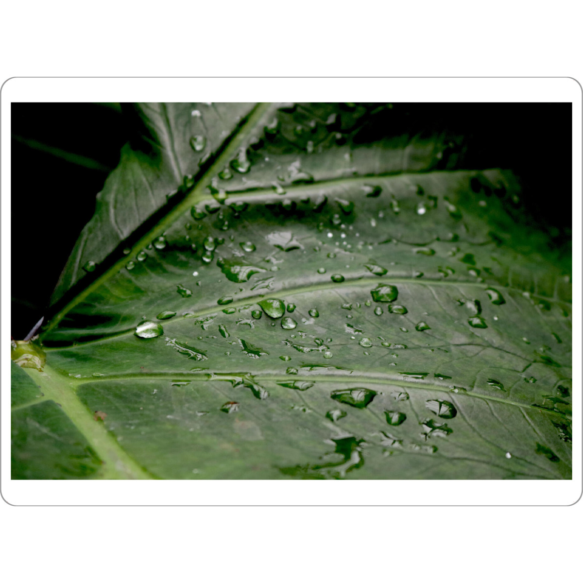 Tischset "Wassertropfen" artboxONE - Natur,Floral - Grün,Tropfen,Wassertropfen,Pflanzen,Botanischergarten,Botanical,Pflanze,Blatt,Natur - Bild grün