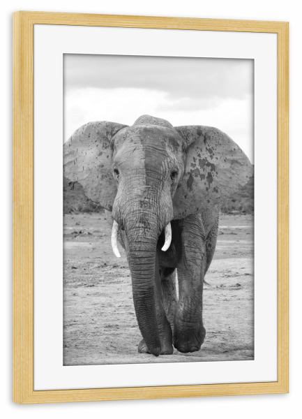 Poster mit Rahmen kiefer "Addo Elefant Boss" artboxONE - Reise,Tiere,Schwarzweiß,Reise / Afrika - Elefant,Boss,Giant,Afrika,Dickhäuter,Animal