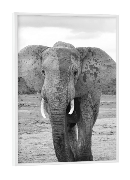 Poster mit weißem Rahmen "Addo Elefant Boss" artboxONE - Reise,Tiere,Schwarzweiß,Reise / Afrika - Elefant,Boss,Giant,Afrika,Dickhäuter,Animal