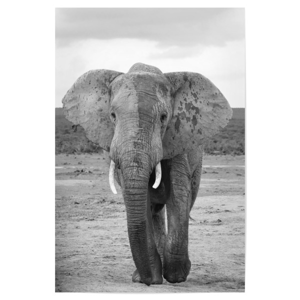 Poster "Addo Elefant Boss" artboxONE - Reise,Tiere,Schwarzweiß,Reise / Afrika - Elefant,Boss,Giant,Afrika,Dickhäuter,Animal