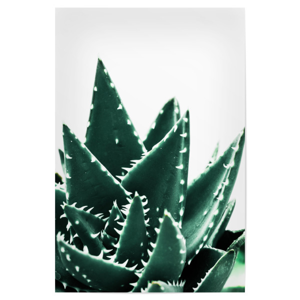 Poster 30x20 cm "Grüne Kakteen" artboxONE - Natur,Floral
