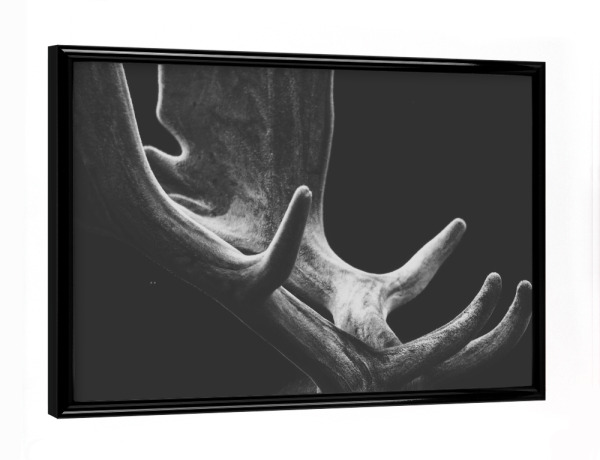 Poster mit schwarzem Rahmen "Geweih" artboxONE - Natur,Tiere,Weihnachten