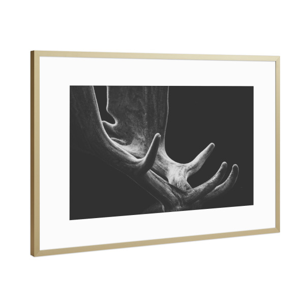 Poster mit Rahmen Gold "Geweih" artboxONE - Natur,Tiere,Weihnachten