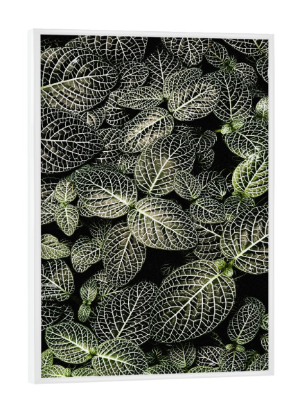 Poster mit weißem Rahmen "Fittonia Mosaikpflanze" artboxONE - Natur,Floral - Pflanze,Zimmerpflanze,Blätter,Grün,Close-up
