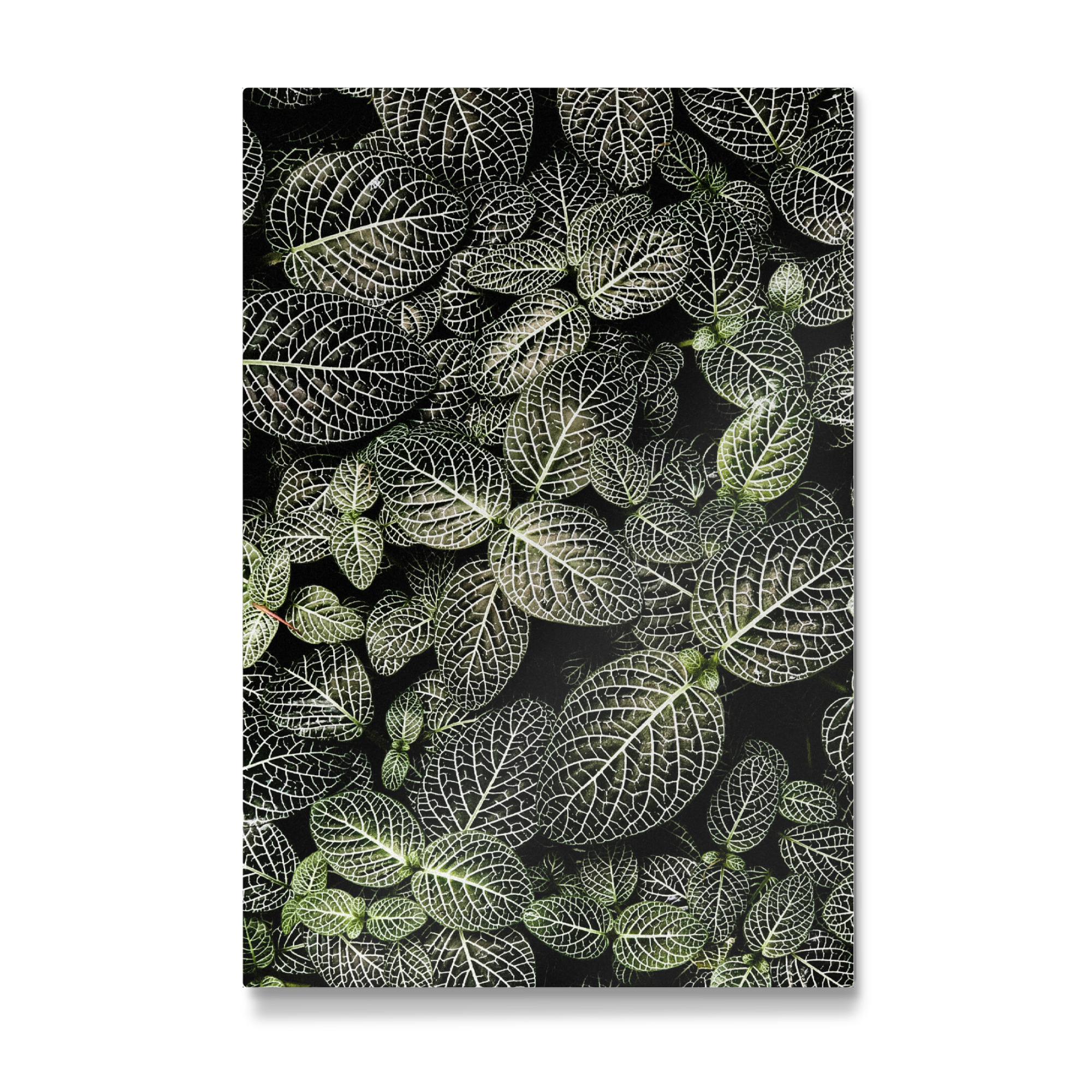 Galerie-Print "Fittonia Mosaikpflanze" 75x50 cm artboxONE