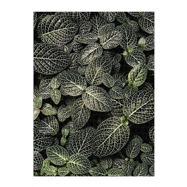 artboxONE Puzzle "Fittonia Mosaikpflanze" artboxONE - Natur,Floral - Pflanze,Zimmerpflanze,Blätter,Grün,Close-up - Bild pflanze