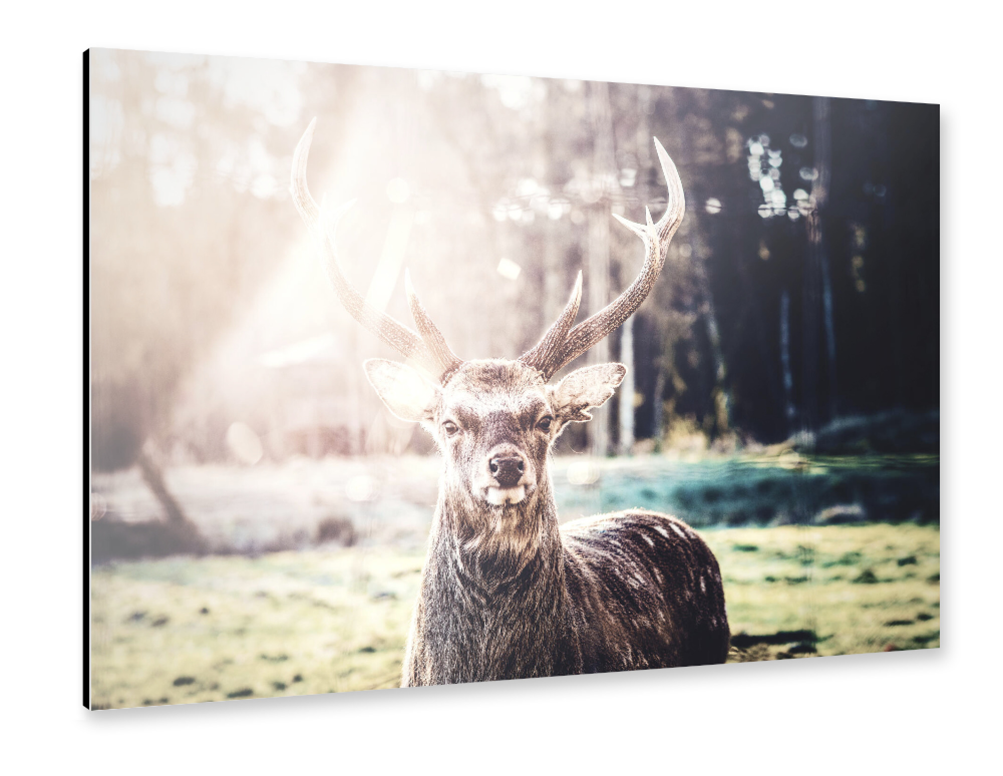 Alu-Dibond "Ein Hirsch im Morgenlicht" 75x50 cm artboxONE