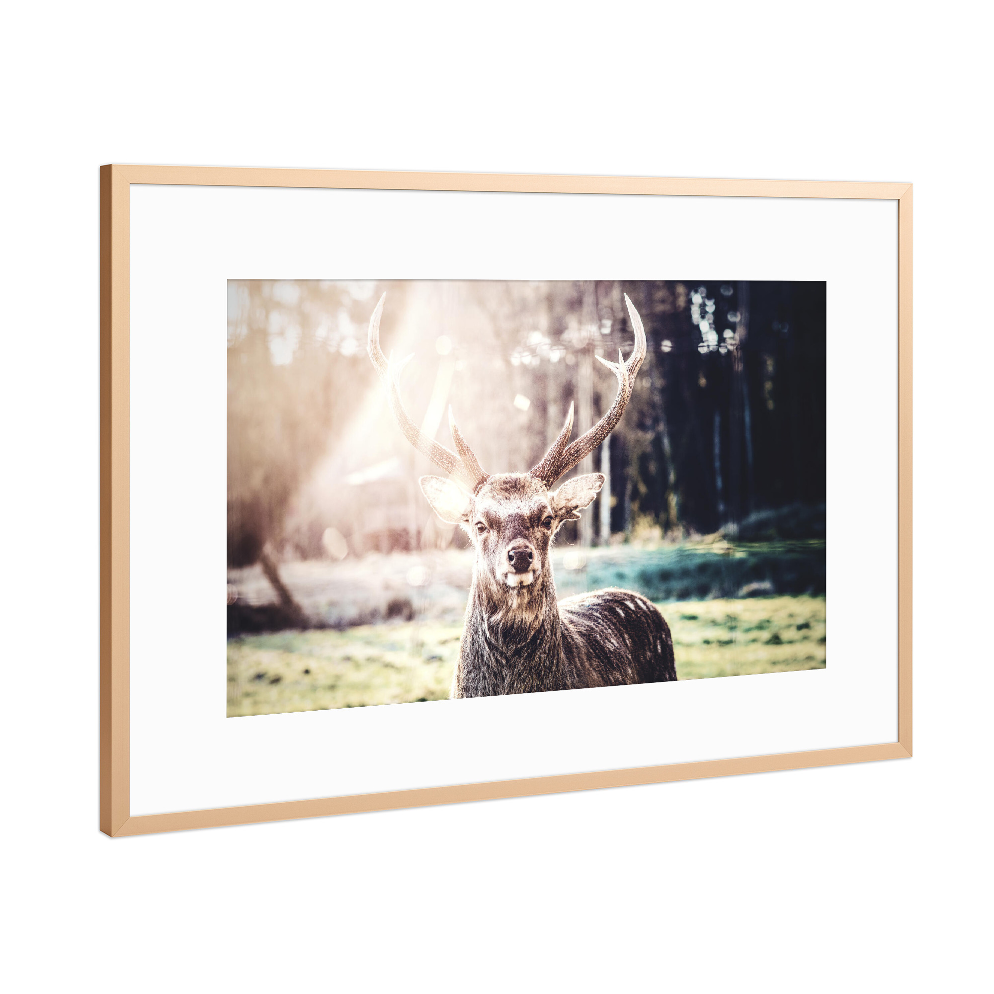Poster mit Rahmen Kupfer "Ein Hirsch im Morgenlicht" artboxONE - Natur,Tiere - Hirsch,Reh,Tier,Natur,Licht,Wild,Jagd,Geweih,Sonnenstrahlen,Wiese