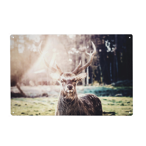 Metall Poster "Ein Hirsch im Morgenlicht" artboxONE - Natur,Tiere - Hirsch,Reh,Tier,Natur,Licht,Wild,Jagd,Geweih,Sonnenstrahlen,Wiese - Blechschild