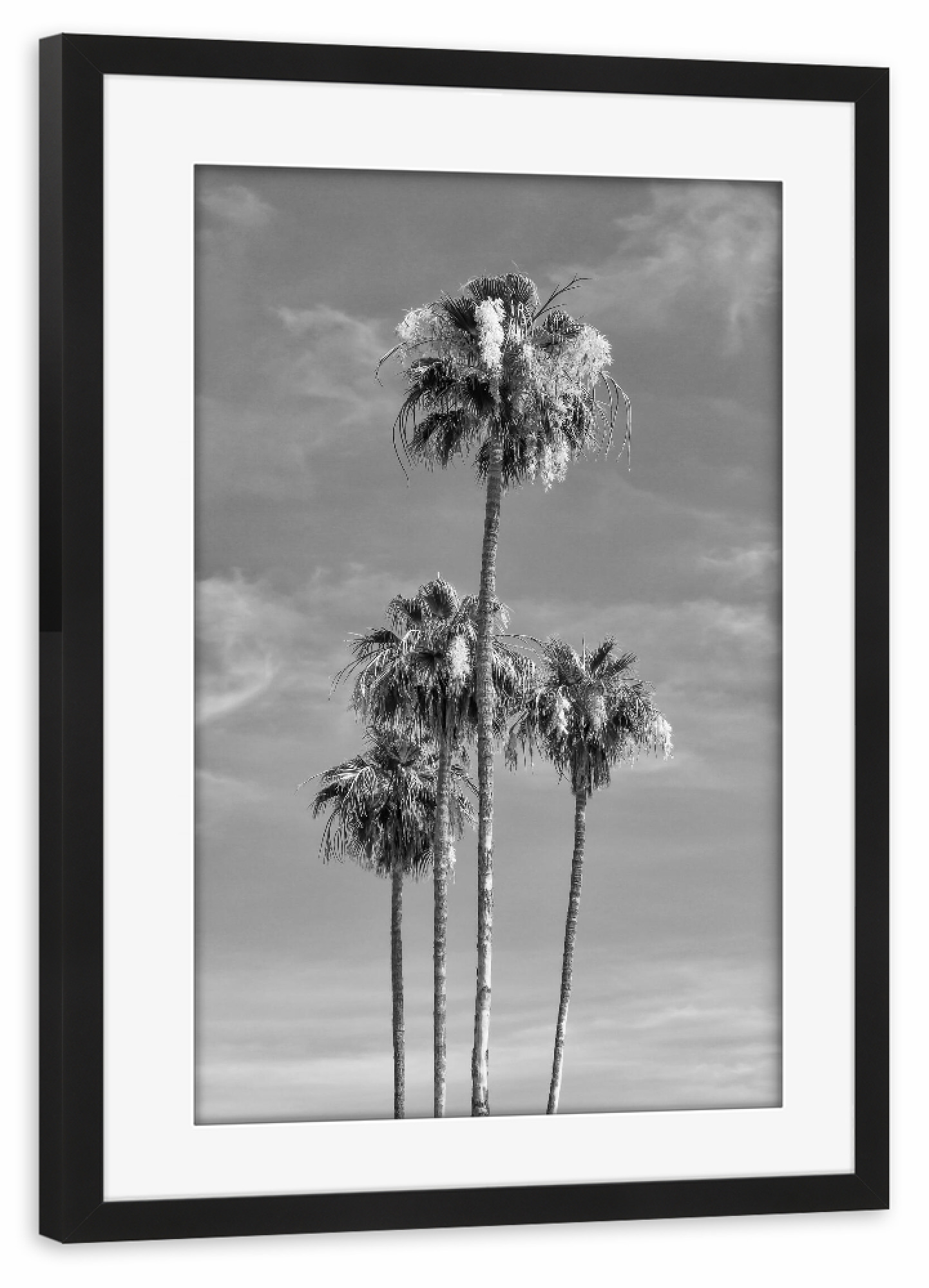 Poster mit Rahmen schwarz "Palmenhimmel" artboxONE - Natur,Schwarzweiß