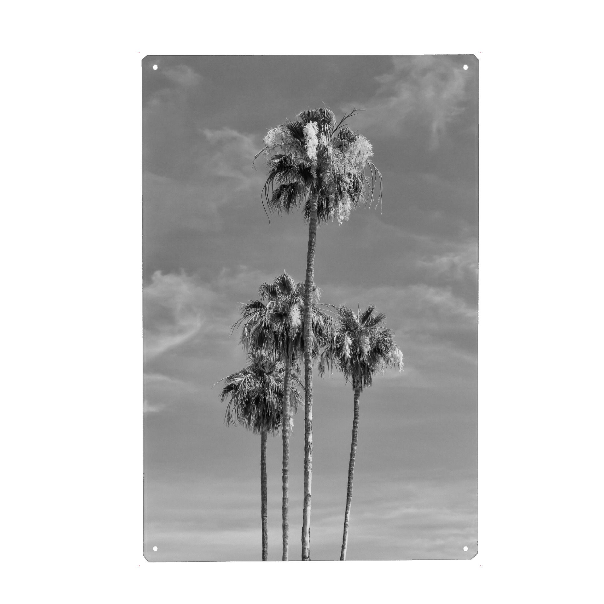 Metall Poster "Palmenhimmel" artboxONE - Natur,Schwarzweiß - San diego,Kalifornien,Palme,Palmen,Baum,Sommer,Urlaub,Strand,Urlaubsstimmung,Bäume,Usa